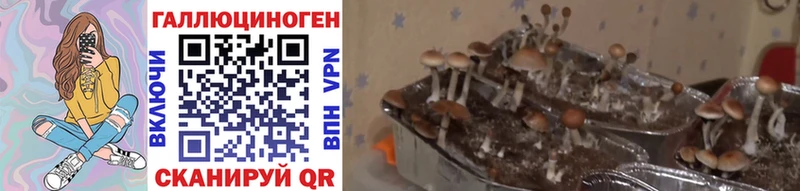 Галлюциногенные грибы GOLDEN TEACHER купить наркотик Туринск
